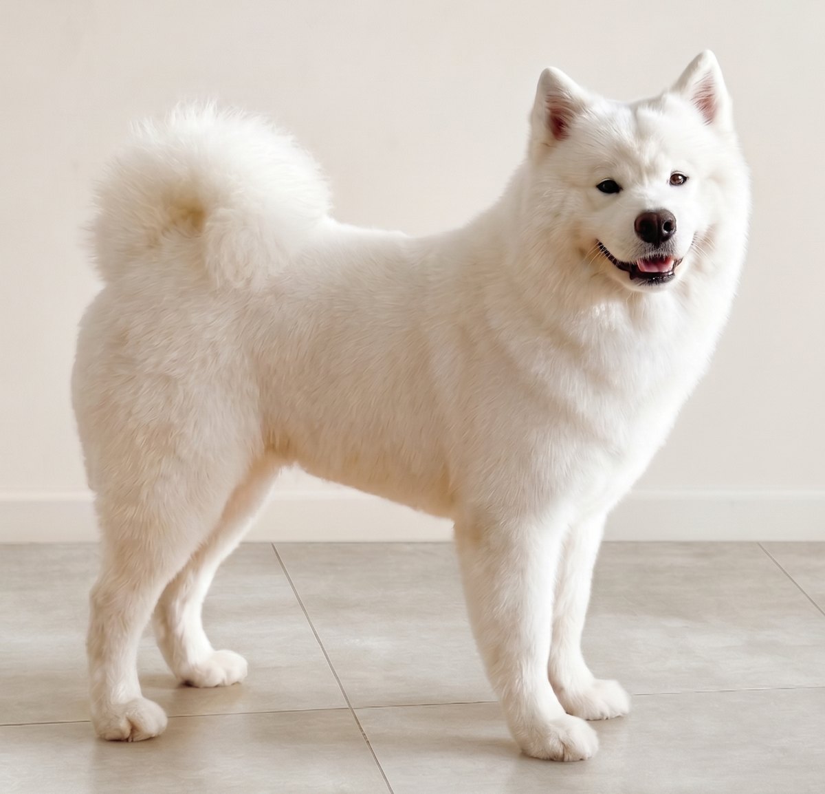 白色狗狗美容造型成果